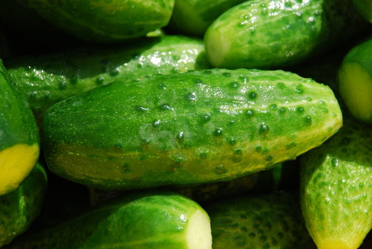 The Complete Seasonal Guide to Growing Cucumbers: From Spring Sowing to Fall Harvest