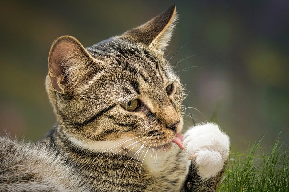 DIY Solutions for Common Cat Grooming and Litter Box Problems