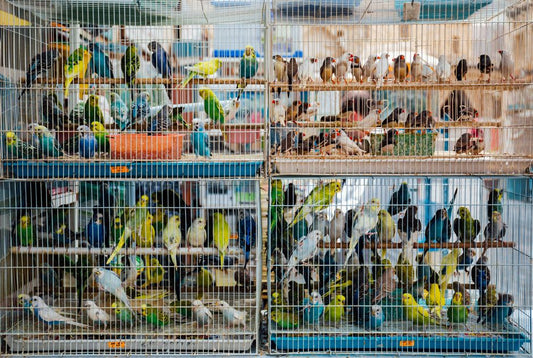 How to Clean a Bird Cage Without Stressing Your Pet Bird