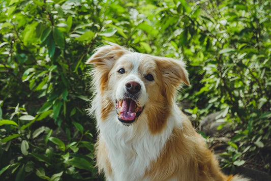 The Unexpected Stress Trigger: How Unfamiliar Voices and Sounds Impact Anxious Pets