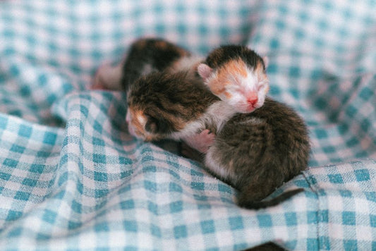 How to Introduce a New Kitten to a Resident Cat Without Stress