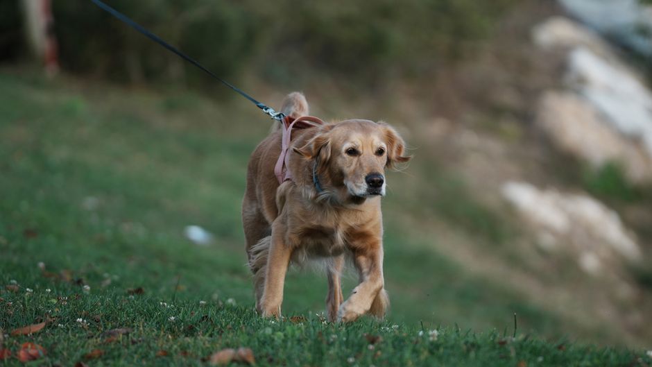 The Anxious Pet's Walking Companion: A System for Calm, Confident Leash Time
