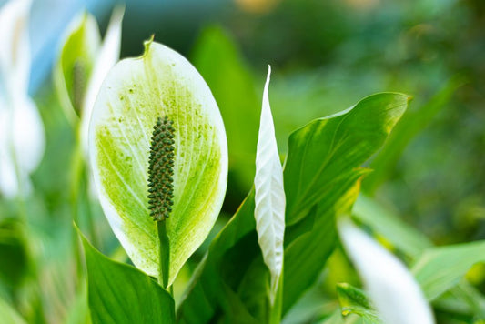 Peace Lily Care Without a Yard: The Complete Indoor Guide