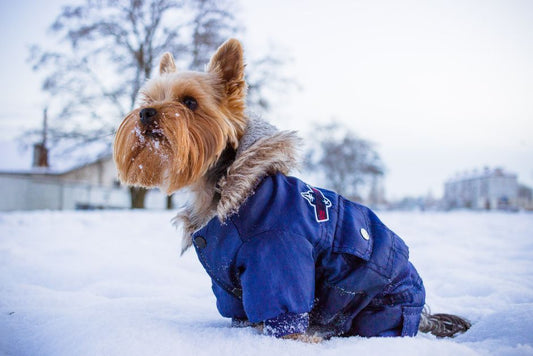Winter Grooming Secrets: How to Protect Your Dog's Coat and Paws in Cold Weather