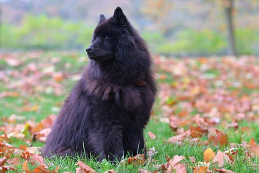 Winter Coat Changes and Hidden Health Signals: A Complete Guide to Recognizing Seasonal Symptoms in Pets