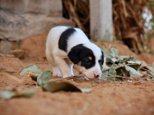 How to Prevent Common Puppy Problems Before They Start