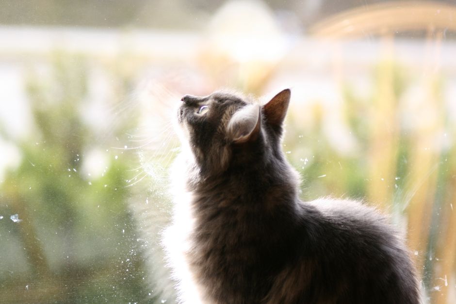 How to Stop Cat Spraying Inside the House Without Stress