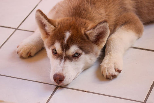 5 Common Pet Stain Removal Mistakes That Keep Odors and Stains Coming Back