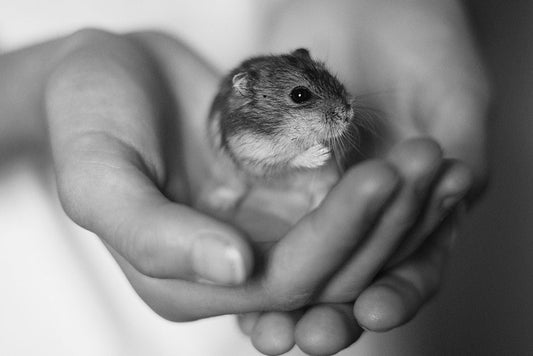 The First-Time Hamster Owner's Essential Care System: From Setup to Bonding
