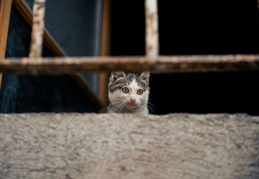 How to Ensure Your Cat Stays Safe Outdoors from a Small Apartment