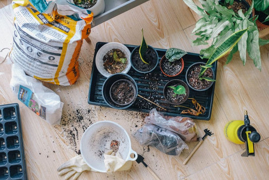 The Beginner's Guide to Propagating Plants Without Killing Them: Essential Tools for Success