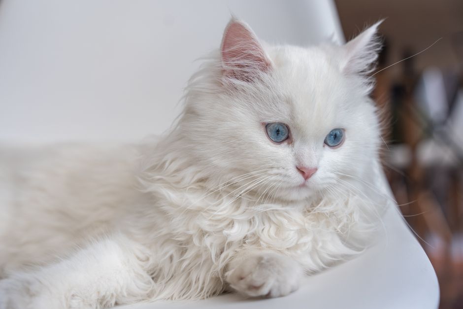 DIY Cat Grooming Solutions for a Silky Coat and Happy Home