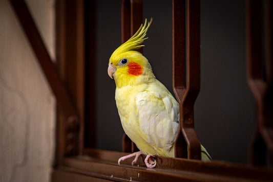 Winter Bird Care: Essential Tips for Keeping Your Feathered Friend Warm and Healthy