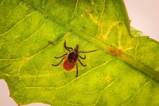 Emergency Guide to Flea and Tick Prevention for Pets: Spotting Trouble Before It’s Too Late