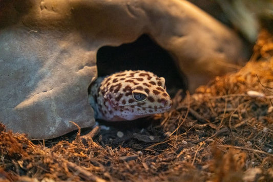 How to Build a Chemical-Free Bioactive Vivarium for Your Leopard Gecko