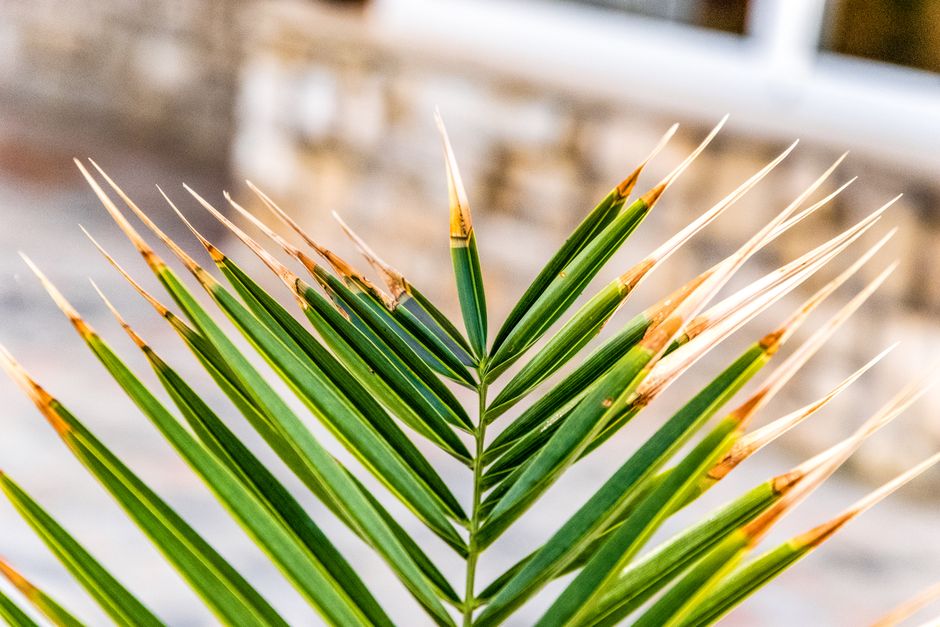 How to Fix Brown Tips on Spider Plant Leaves and Prevent Further Damage