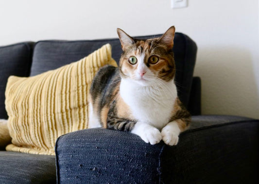 How to Stop My Cat from Spraying on Furniture: A Complete Step-by-Step Guide