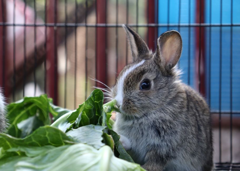 How to Stop a Rabbit From Chewing Cage Bars and What It Means for Their Health