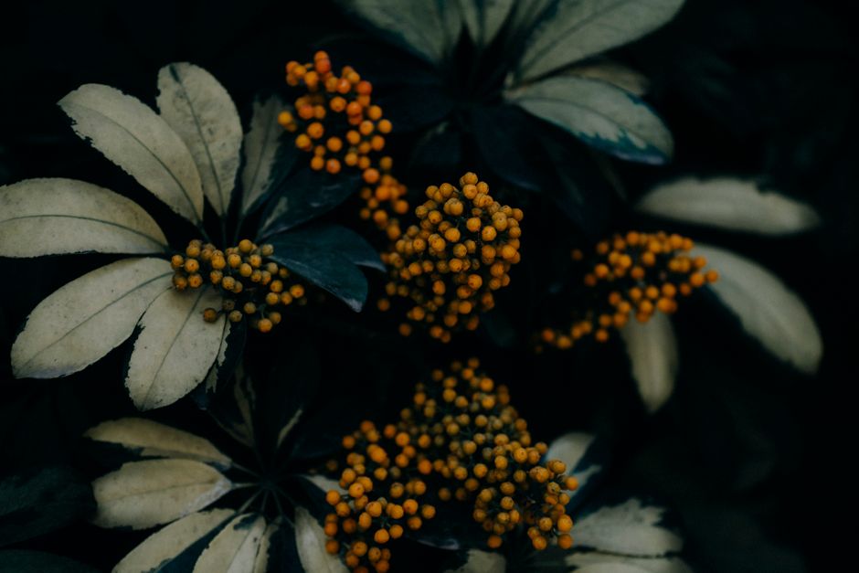 The Fertilizer Fix: A Troubleshooting Guide for Yellowing Leaves, Stunted Growth, and Plant Stress