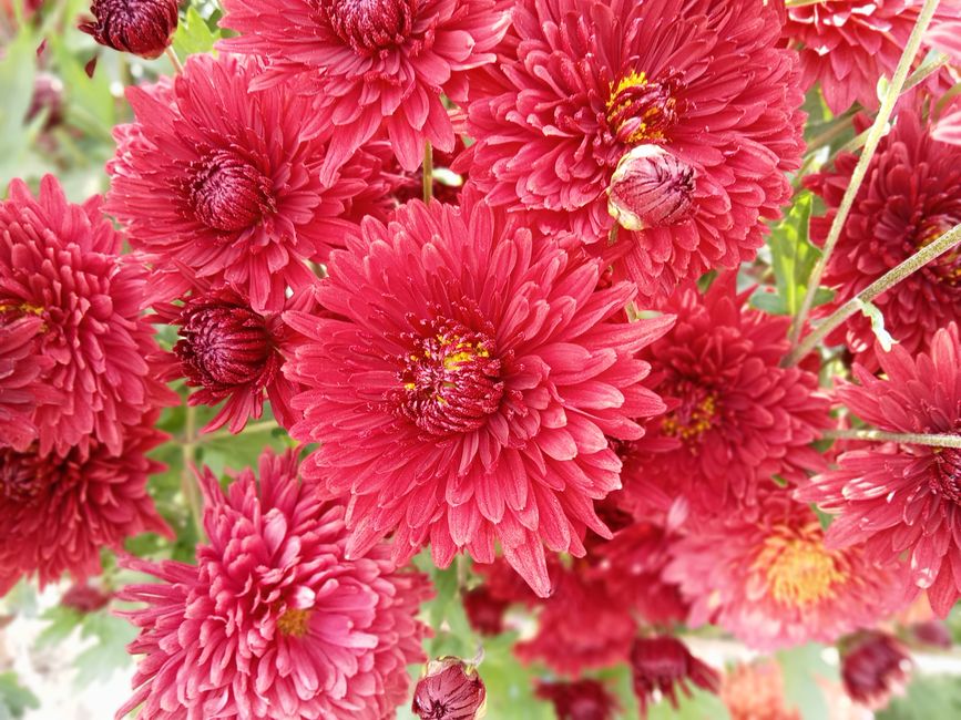 Rose Care Blunders: 10 Common Mistakes That Kill Your Blooms and How to Fix Them
