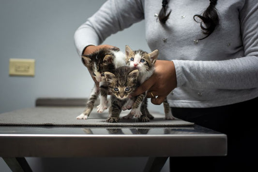 How to Prevent Common Kitten Health Issues Before They Start