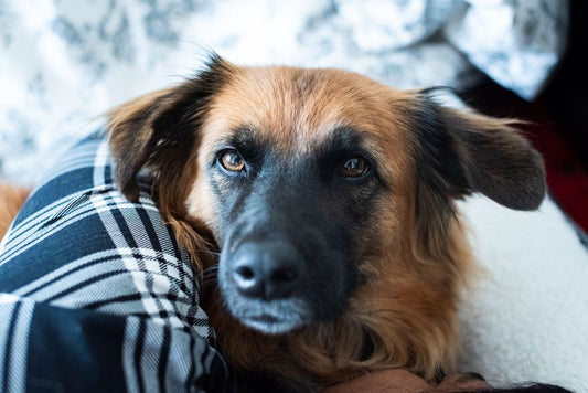 Quick and Easy Dog Care Routines That Save Time and Build Trust