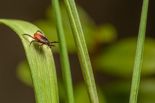The 5-Minute Flea and Tick Prevention Routine for Busy Pet Owners