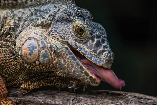 The Complete Guide to Creating a Stress-Free Reptile Habitat for Anxious Pets