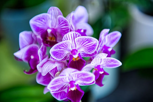Orchid Care Secrets: Proven Tips and Tricks for Thriving Blooms