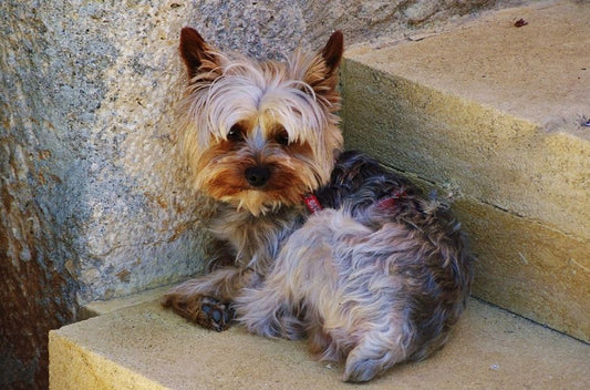 The Ultimate Guide to Eliminating Pet Odor in Your Home: A Complete Step-by-Step Solution for Dog and Cat Owners