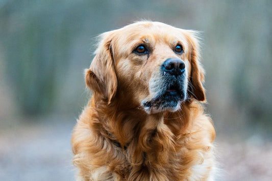 How to Reduce Excessive Shedding in Golden Retrievers with a Pet Deshedding Brush