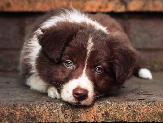 How to Create a Step-by-Step Pet Insurance Plan That Actually Works