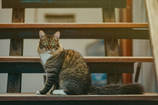 How to Reduce Cat Shedding at Home: A Complete Step-by-Step Guide