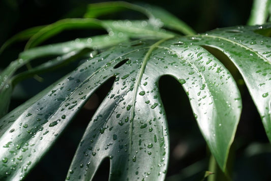 How to Save a Sticky Monstera: Fix Guttation and Pest Problems Fast