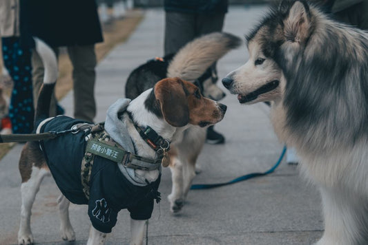 The Complete Emergency Preparedness Guide for Dog Owners: What to Do When Disaster Strikes