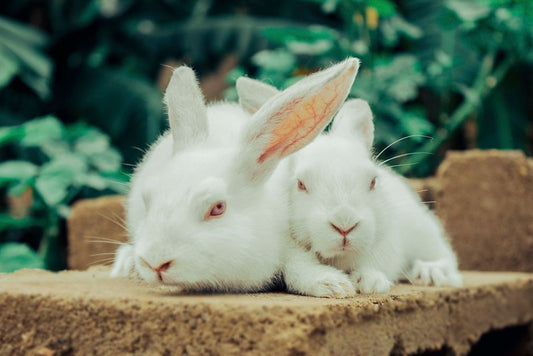 The Silent Threat: How to Prevent Common Health Issues in Pet Rabbits Before They Start