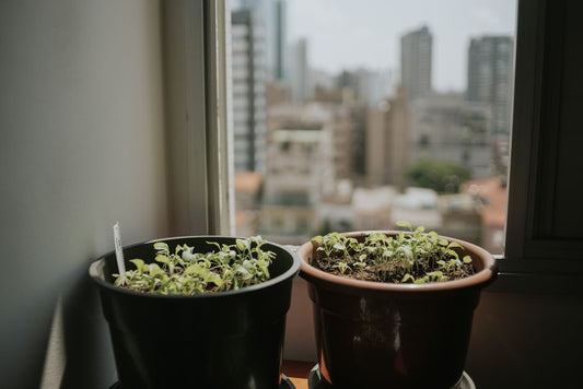 Balcony to Windowsill: The Complete Apartment Garden Tool System