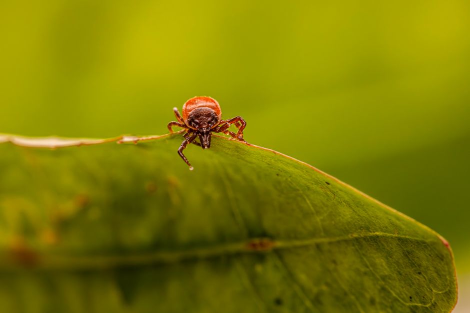 Budget-Friendly Flea and Tick Prevention: Essential Products and Strategies