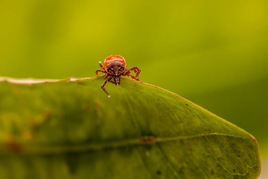 Budget-Friendly Flea and Tick Prevention: Essential Products and Strategies