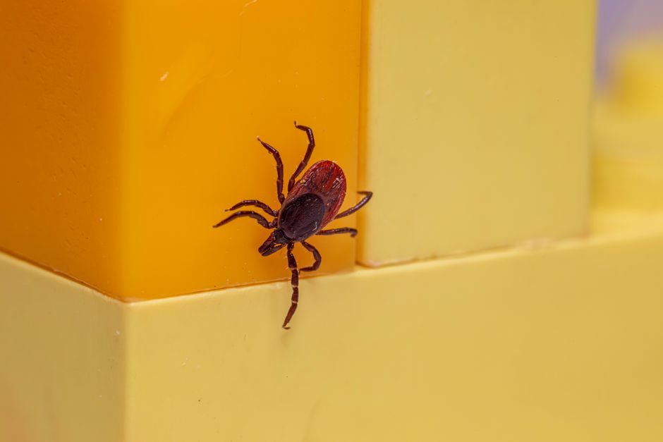 Summer Parasite Shield: Essential Prevention Tips for Hot Weather