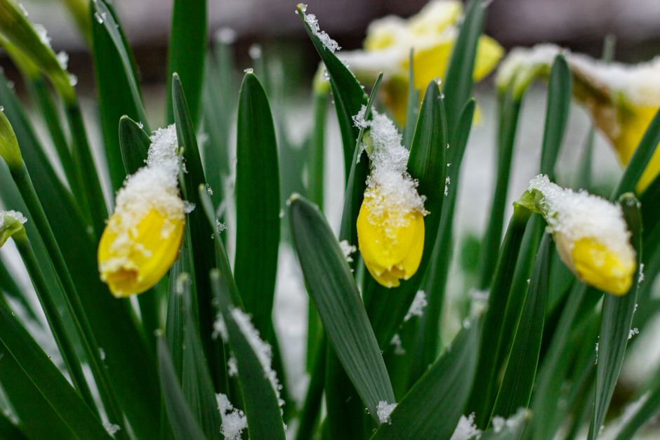The Seasonal Gardener’s Guide to Transitioning Between Spring and Summer Without Stress