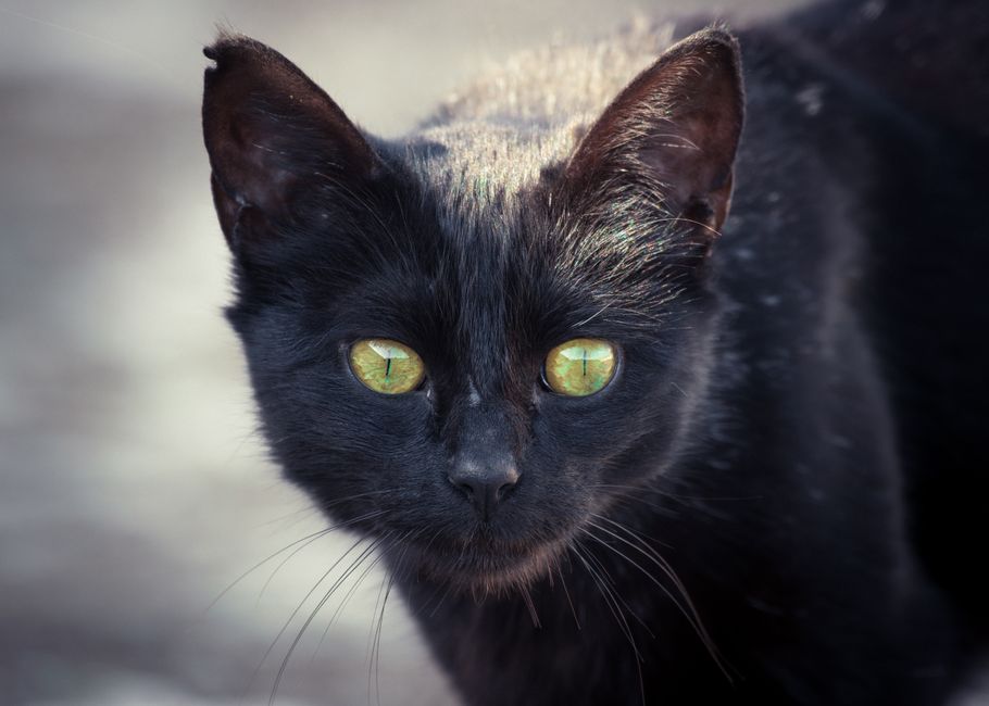 The Emergency Guide to Pet Skin and Coat Crises: What to Do When Your Pet's Fur Signals Danger