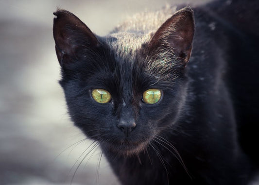 The Complete Guide to Skin and Coat Health for Anxious Pets: Calming the Outer Layer from Within