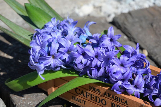 The Enchanted Bulb Garden: A Complete Guide to Planting Flower Bulbs with Kids for Magical Spring Surprises