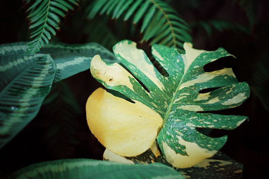 Why Are My Monstera Leaves Turning Yellow Despite Regular Watering?