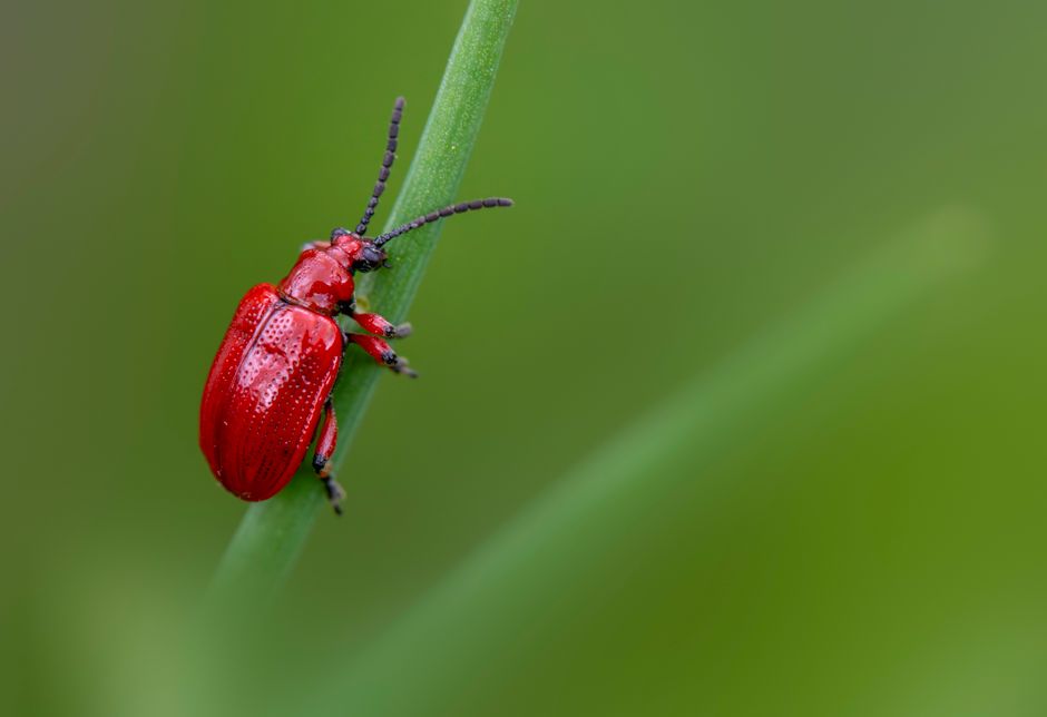 Why Natural Pest Control Works Better Than Chemicals: A Skeptic's Guide to Effective, Non-Toxic Pest Management