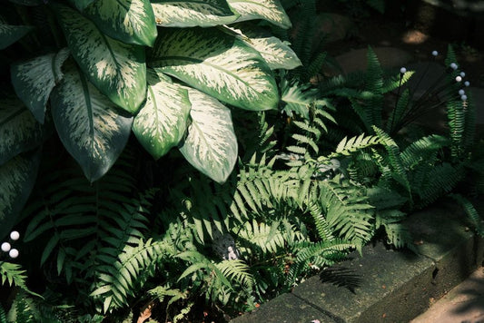 How to Create a Lush Shade Garden on a Budget Without Sacrificing Beauty