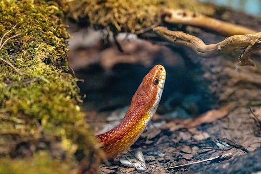DIY Reptile Enclosure Upgrade: Build a Bioactive Substrate System for Natural Humidity and Odor Control