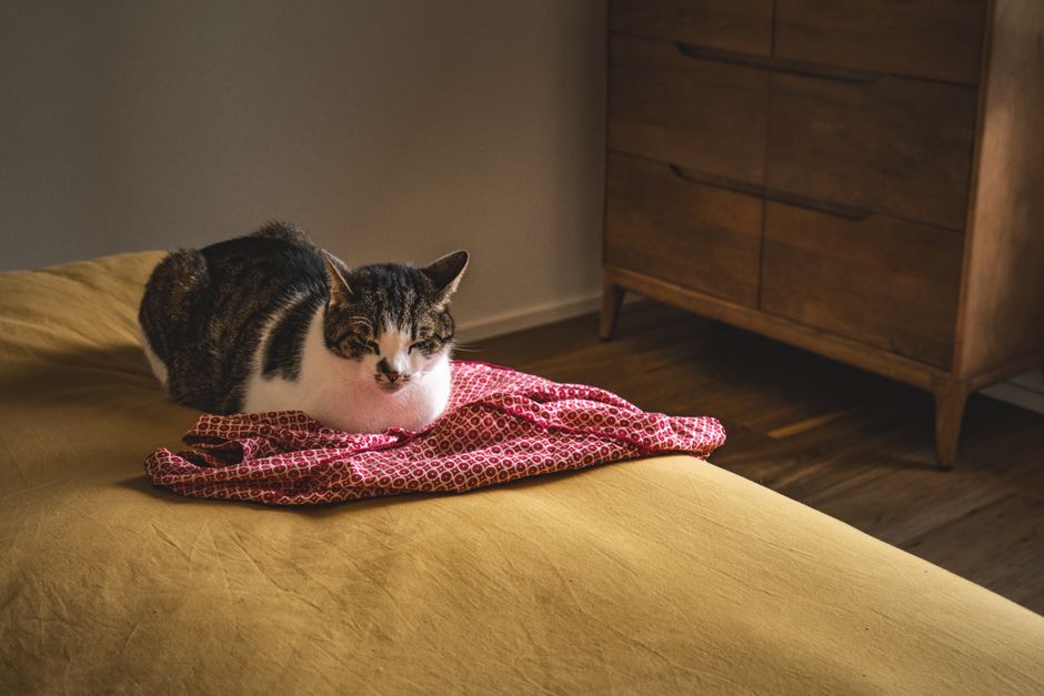 How to Stop Cat Spraying on Furniture: Effective Solutions and Prevention Tips