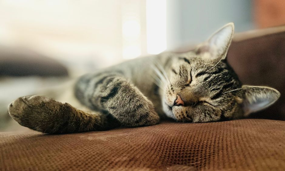 How to Stop My Cat from Spraying on Furniture: A Complete Guide to Ending Urine Marking in the House